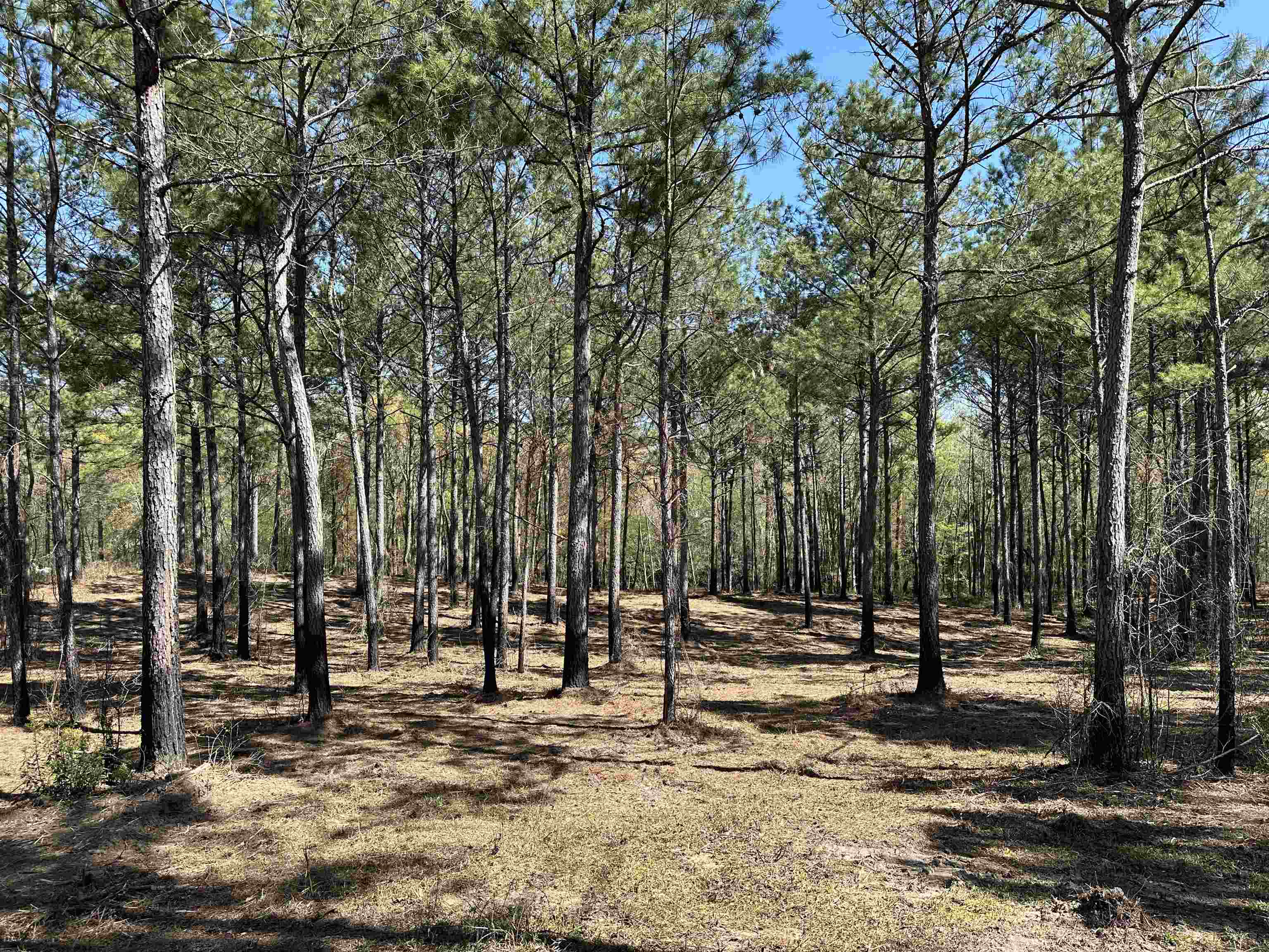 Lot 6 – TBD Old Camp Ln. – Salters, SC