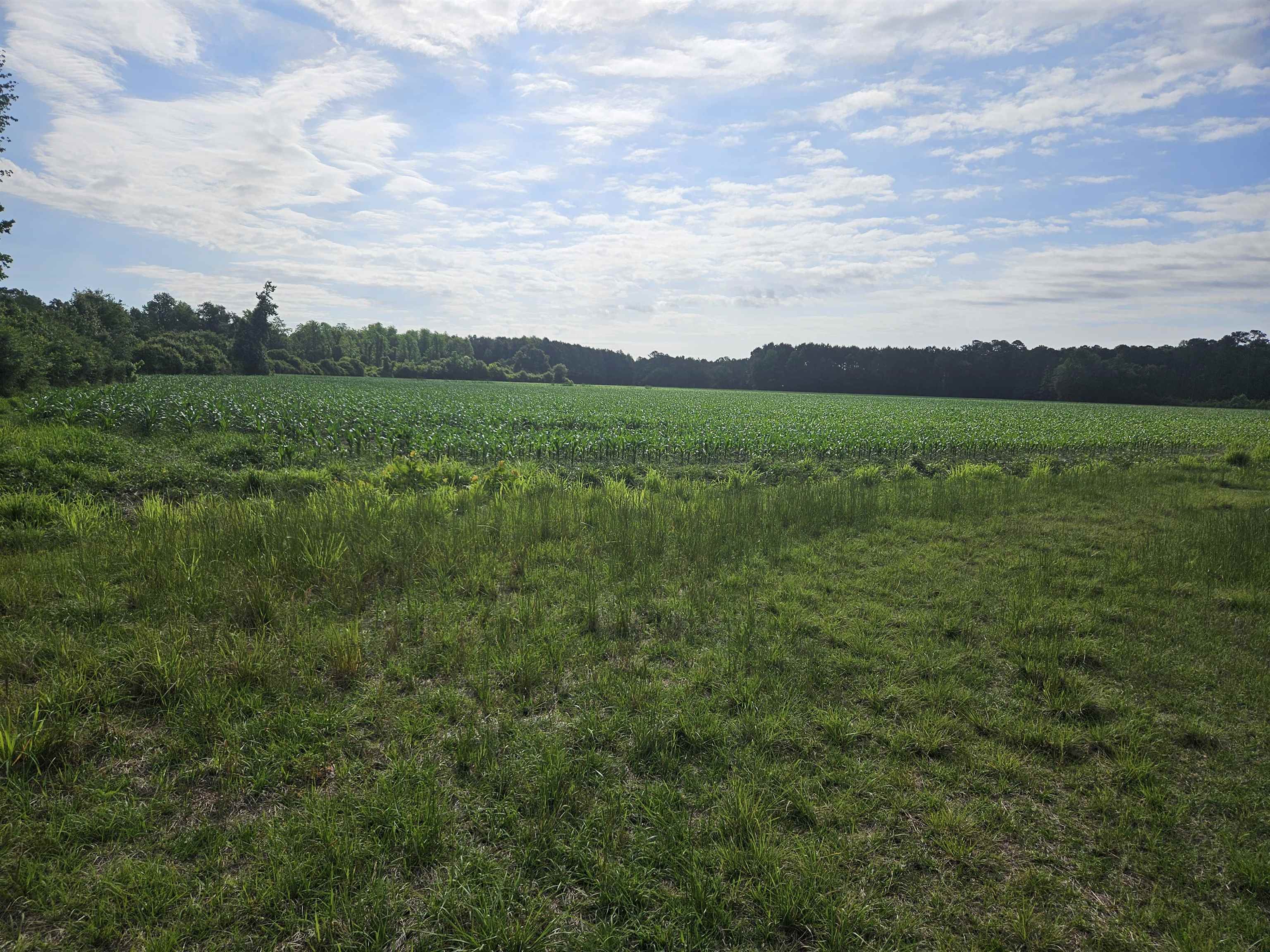 40ac Willoughby Rd. – Nichols, SC