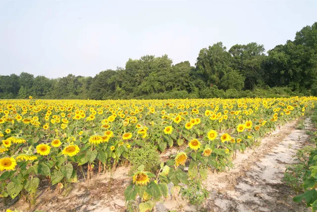 17.74 Acres - S Deerfield Rd.