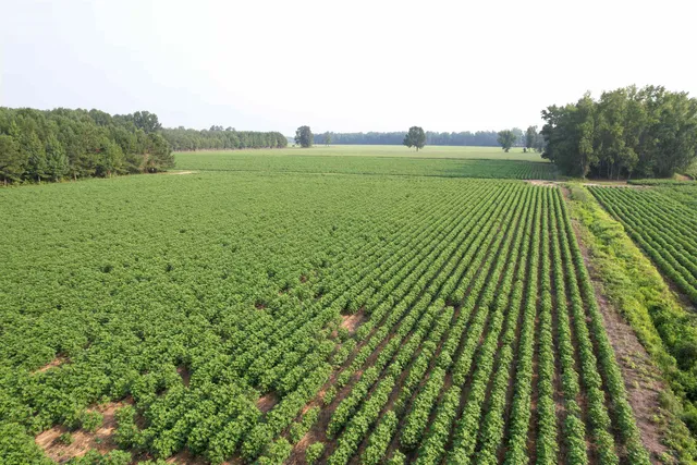 81.30 Acres - Blackberry Rd.